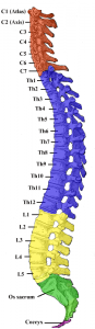 gray_111_-_vertebral_column-coloured.png